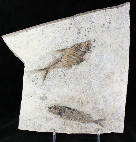 Diplomystus and Knightia Fossil Fish Plate - x #20822